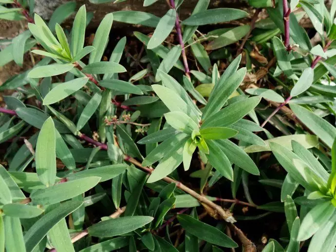 霞草的别名是什么（霞草的生长特征和功效）