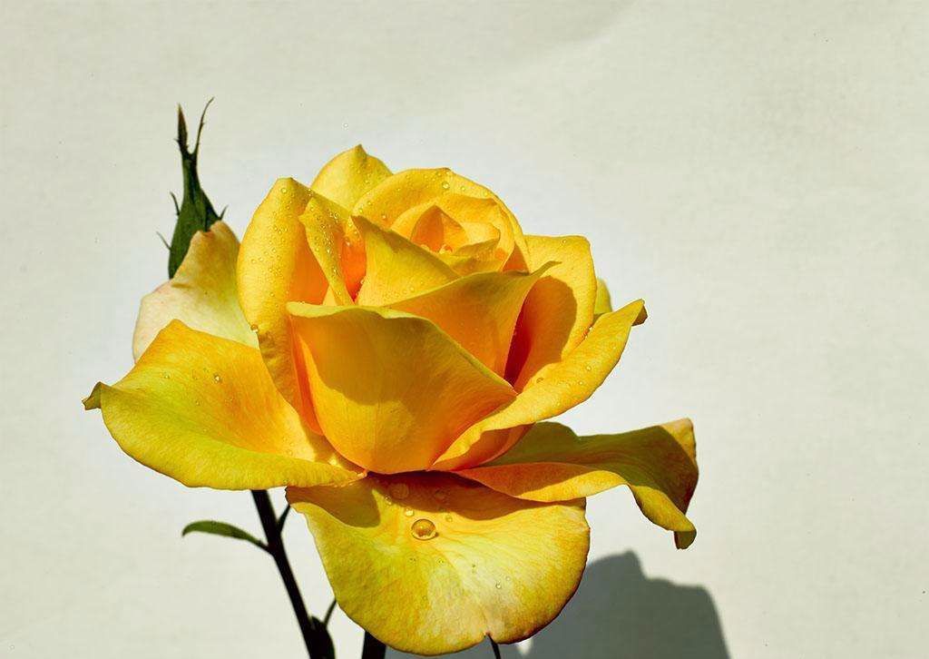 8月1日生日花-白花曼陀罗_达一风水网