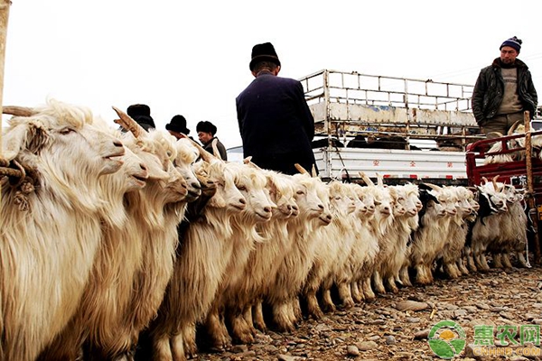 今日内蒙古最新羊价（今日羊价上涨最新）