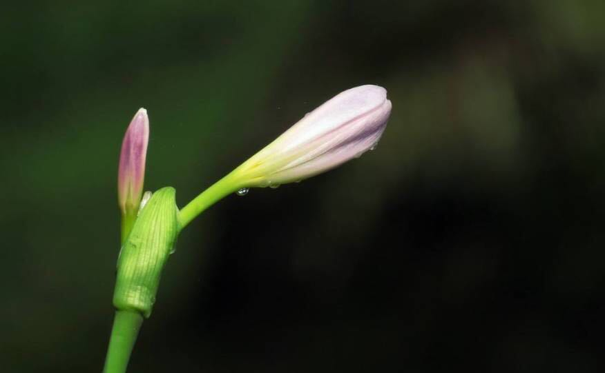 百合花开，心香自在（好美，好纯洁）