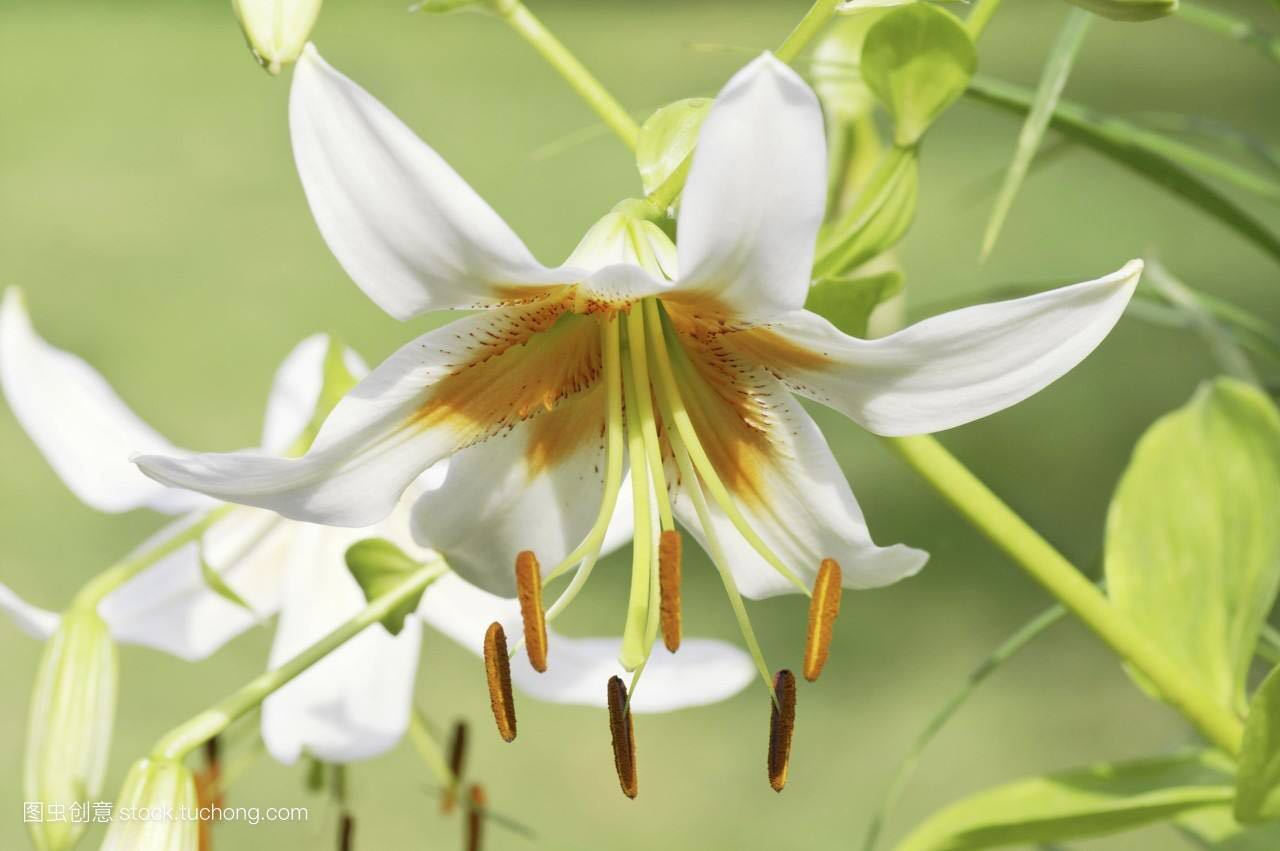 百合花开，心香自在（好美，好纯洁）