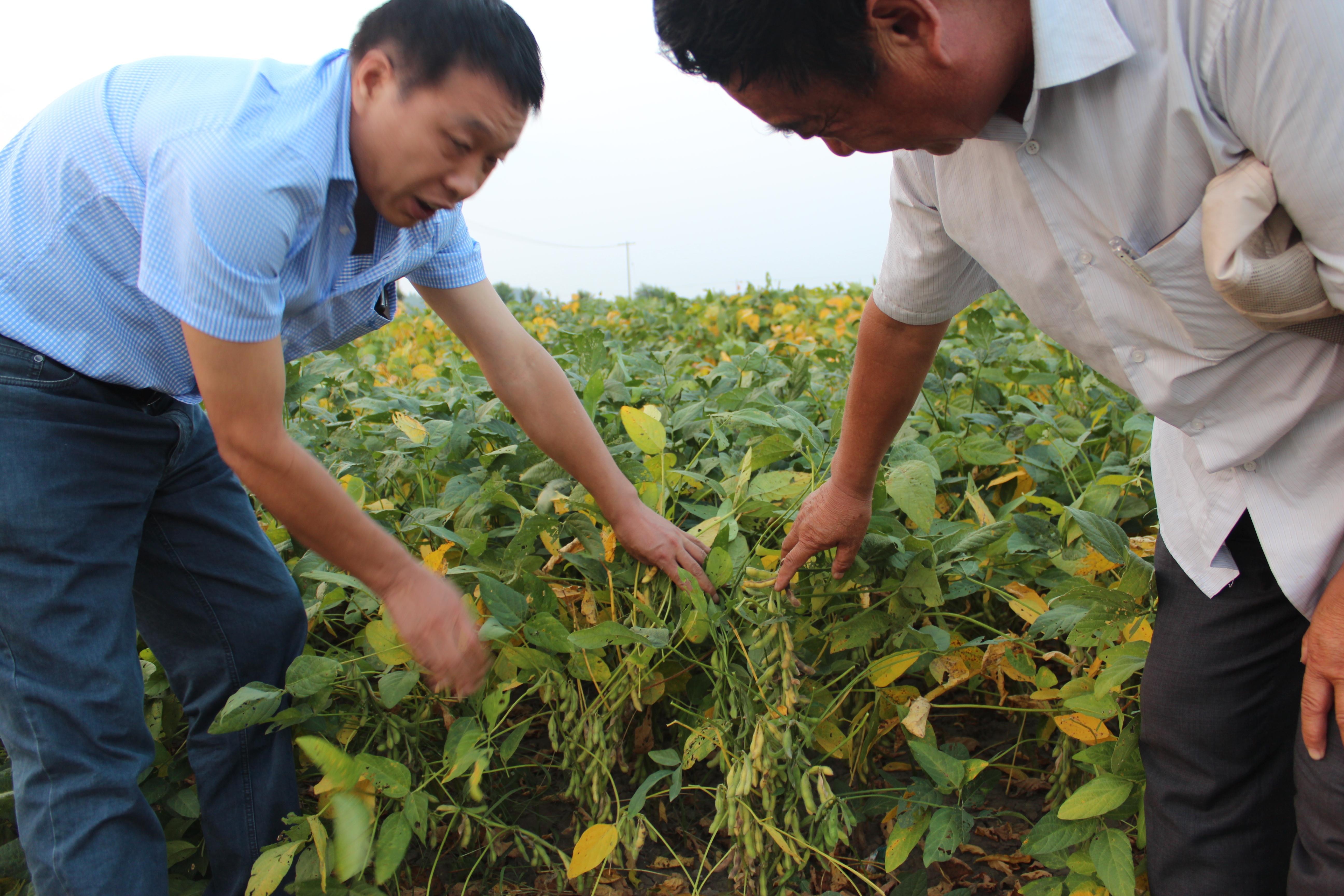 黄豆亩产量一般多少斤（新疆黄豆亩产量一般多少斤）-第2张图片-巴山号