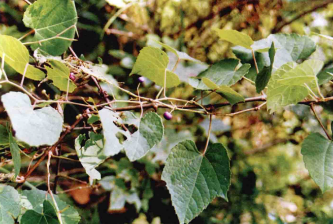 山沟里的"葡萄",老人说蛇"爬过"不能吃,如今30一斤成稀罕货