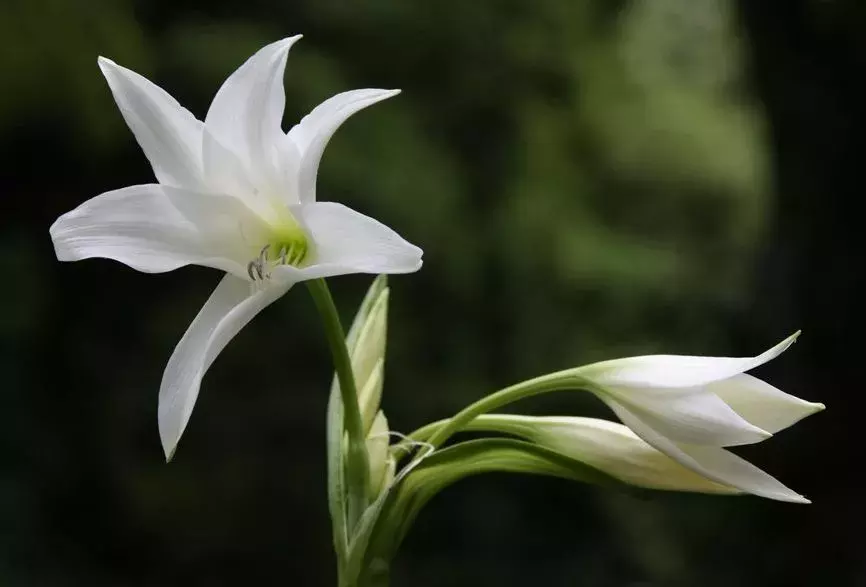 一日一花一诗：陆游关于百合花的诗词赏析