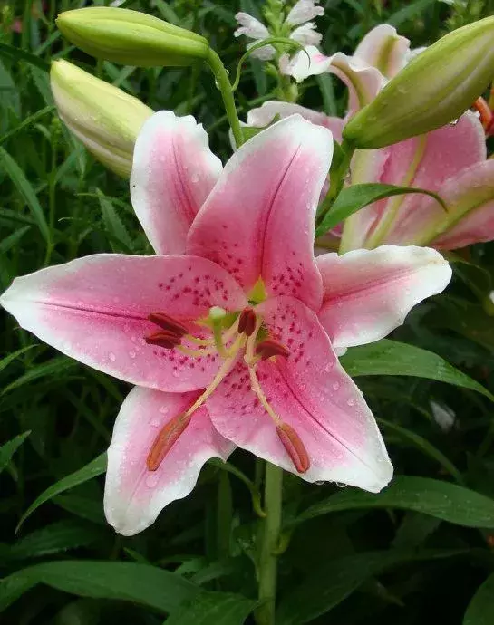 一日一花一诗：陆游关于百合花的诗词赏析