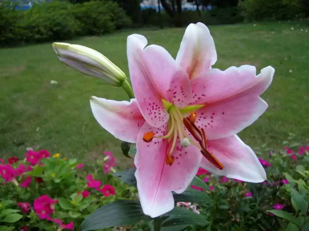 一日一花一诗：陆游关于百合花的诗词赏析