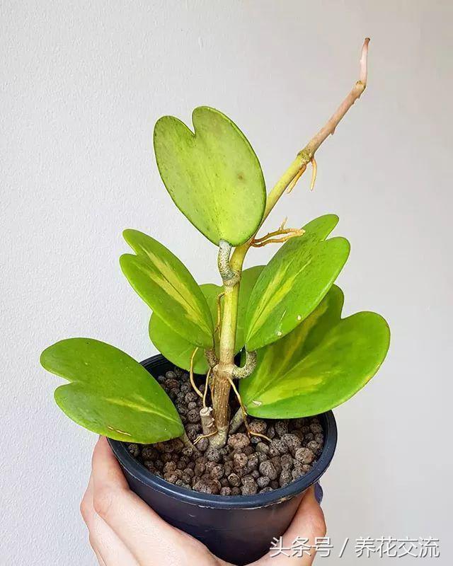 热带雨林植物危险图片