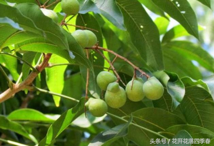 像佛珠一样的果子长寿果无患子菩提子