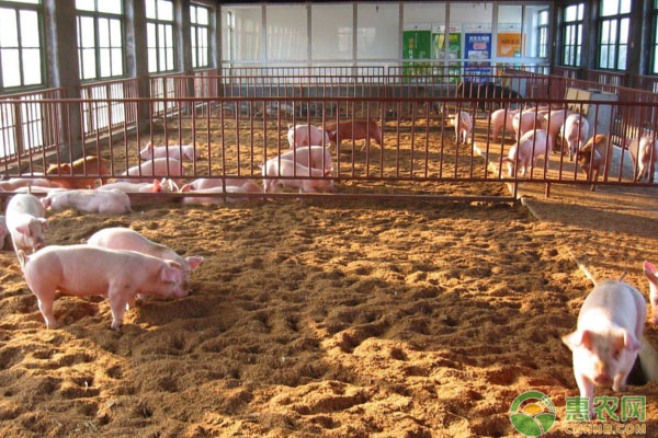 今日猪价：5月23日全国生猪价格行情 持续飘红，东北地区涨势放缓