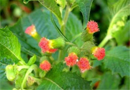 夏季不能错过这几种野菜，吃法多样，药食同补（建议收藏）