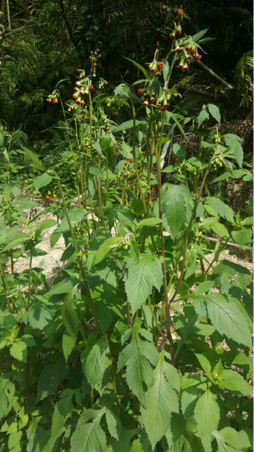 夏季不能错过这几种野菜，吃法多样，药食同补（建议收藏）