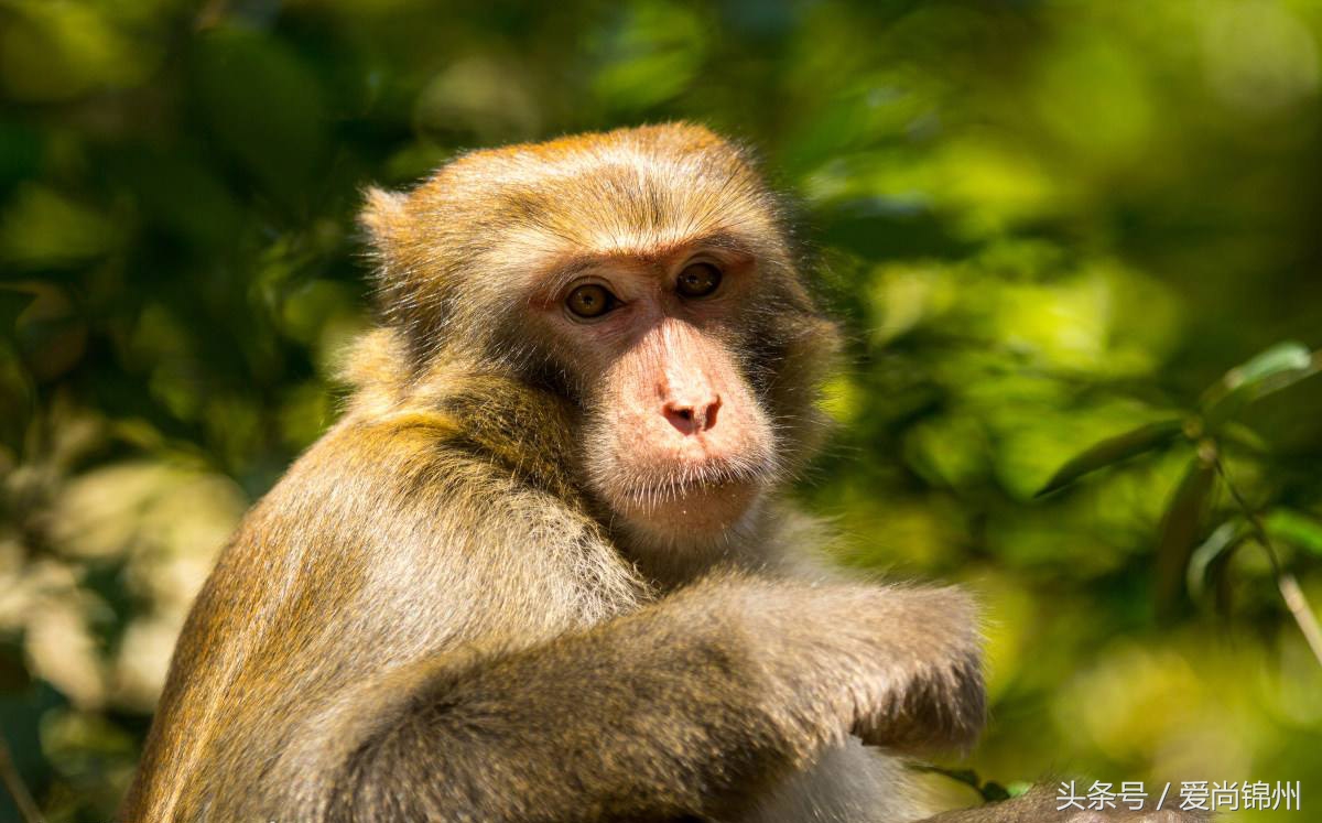 1956,1968,1980 1992,2004,2016,2028,2040,2052,2064十二生肖中,猴子