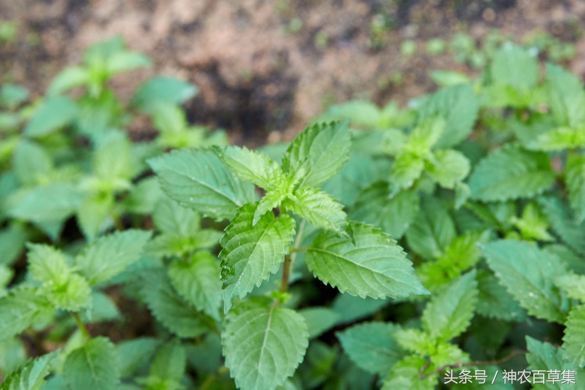 发现滋补中药材:凉粉草,清热利湿,凉血解暑,建议收藏