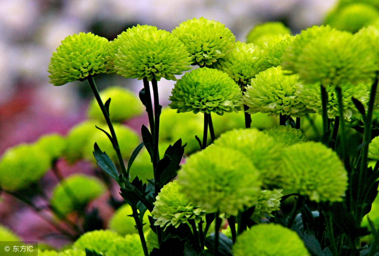 什么的菊花什么的菊花填空词语表示颜色