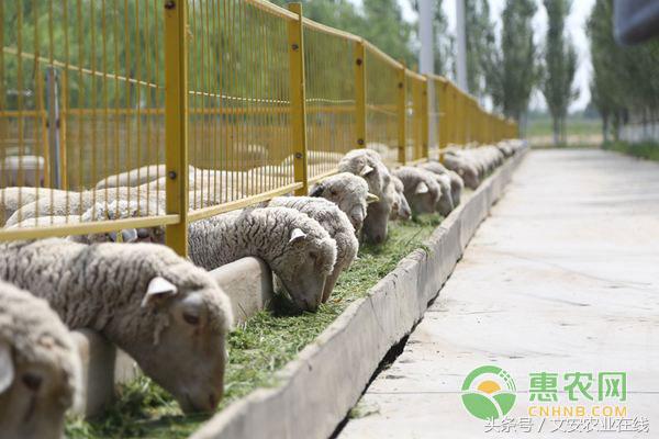 多地羊价上涨，今年有望成养羊“丰收季”！（附最新羊价）