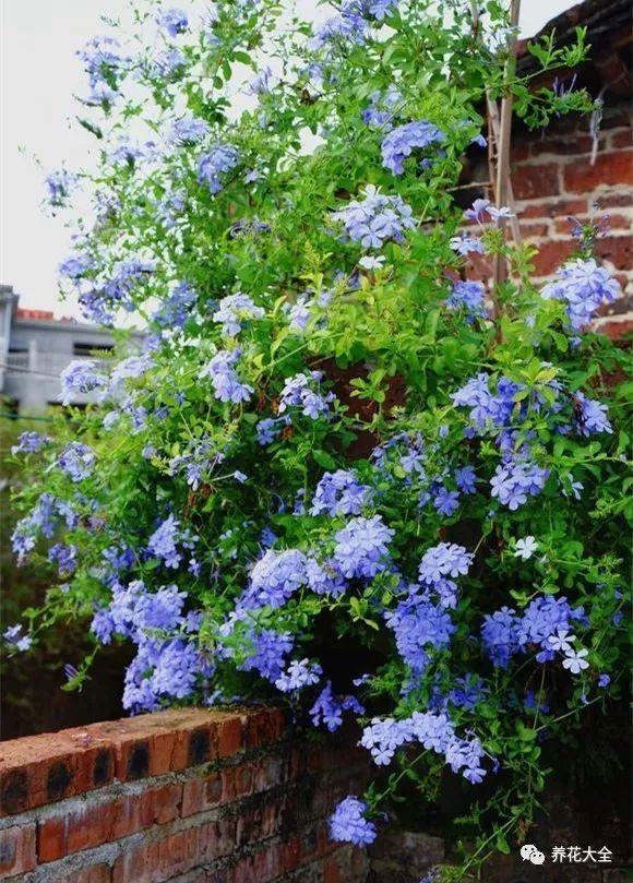 蓝色玛格丽特花（6种蓝色系的花颜值高好打理）