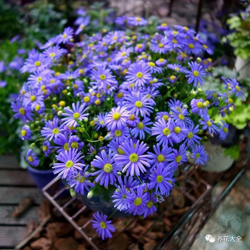 蓝色玛格丽特的故事有哪些 _飞翔号