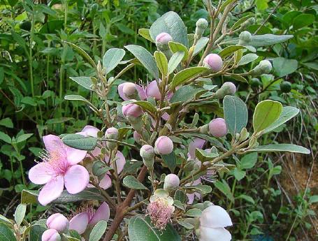 桃金娘的功效与作用(农村这种野果) - 行就行