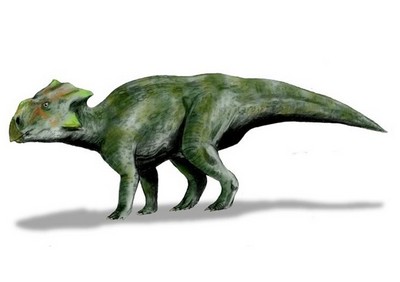 鹦鹉嘴龙原角龙海拉尔龙波塞东龙祖尼角龙荒漠龙棱齿龙始盗龙安琪龙马