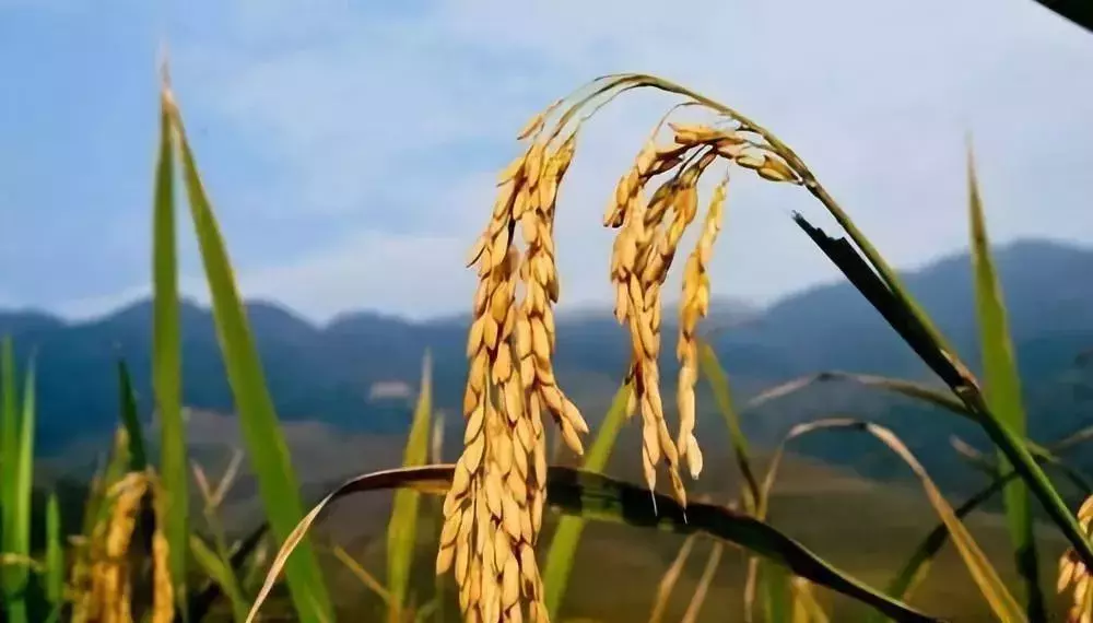 醴陵一中2017高考喜报（你知道写）
