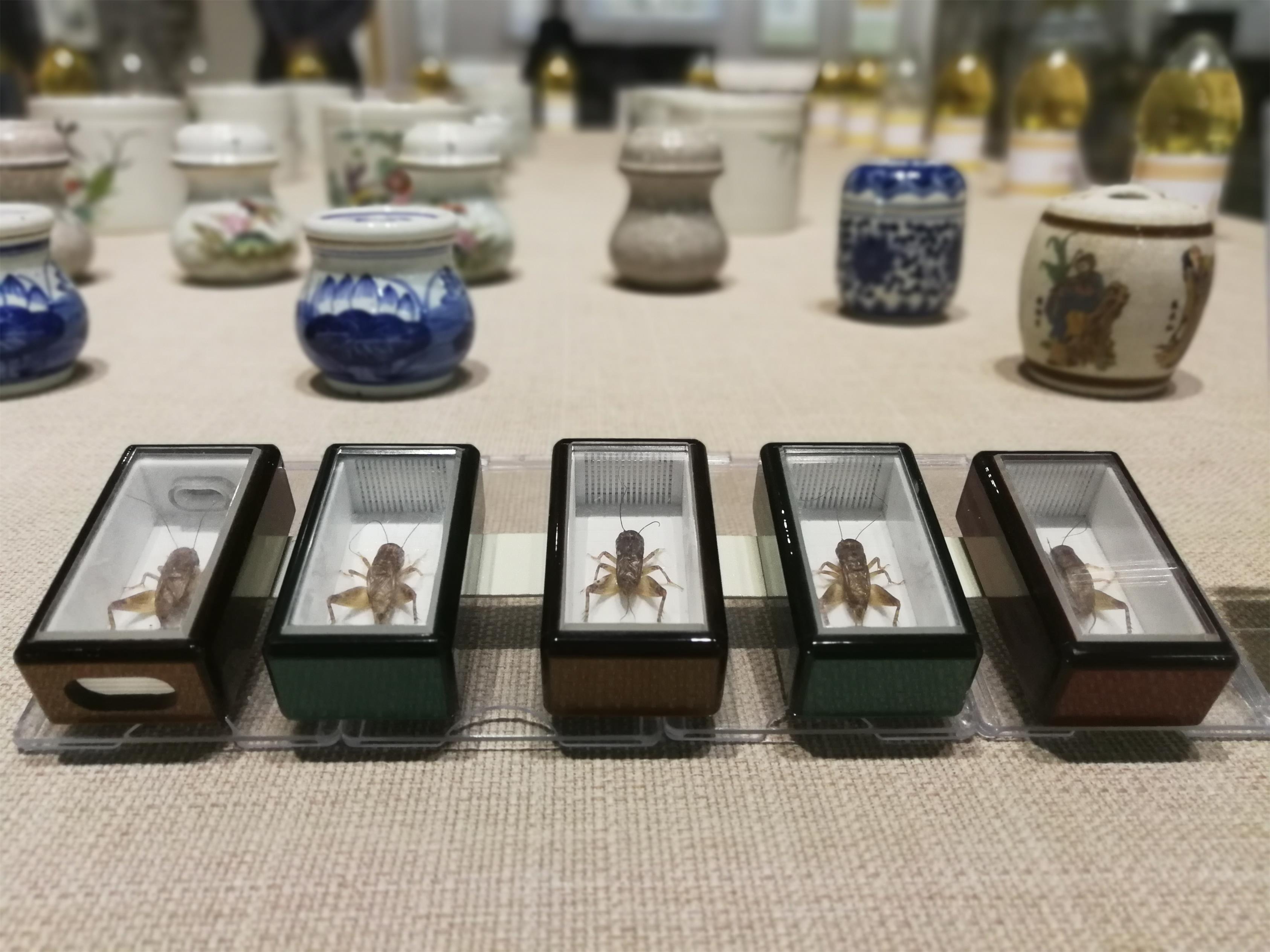 散文：蟋蟀声声乡愁浓