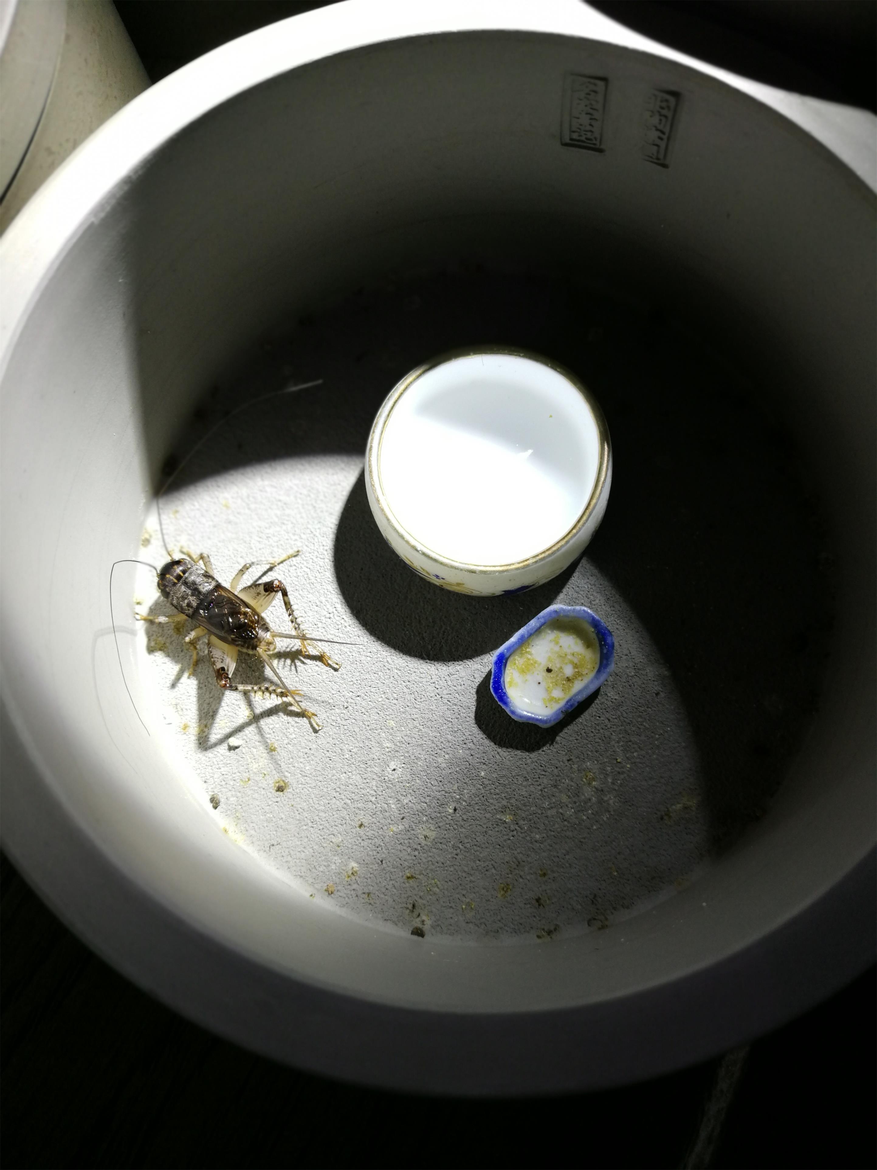 散文：蟋蟀声声乡愁浓