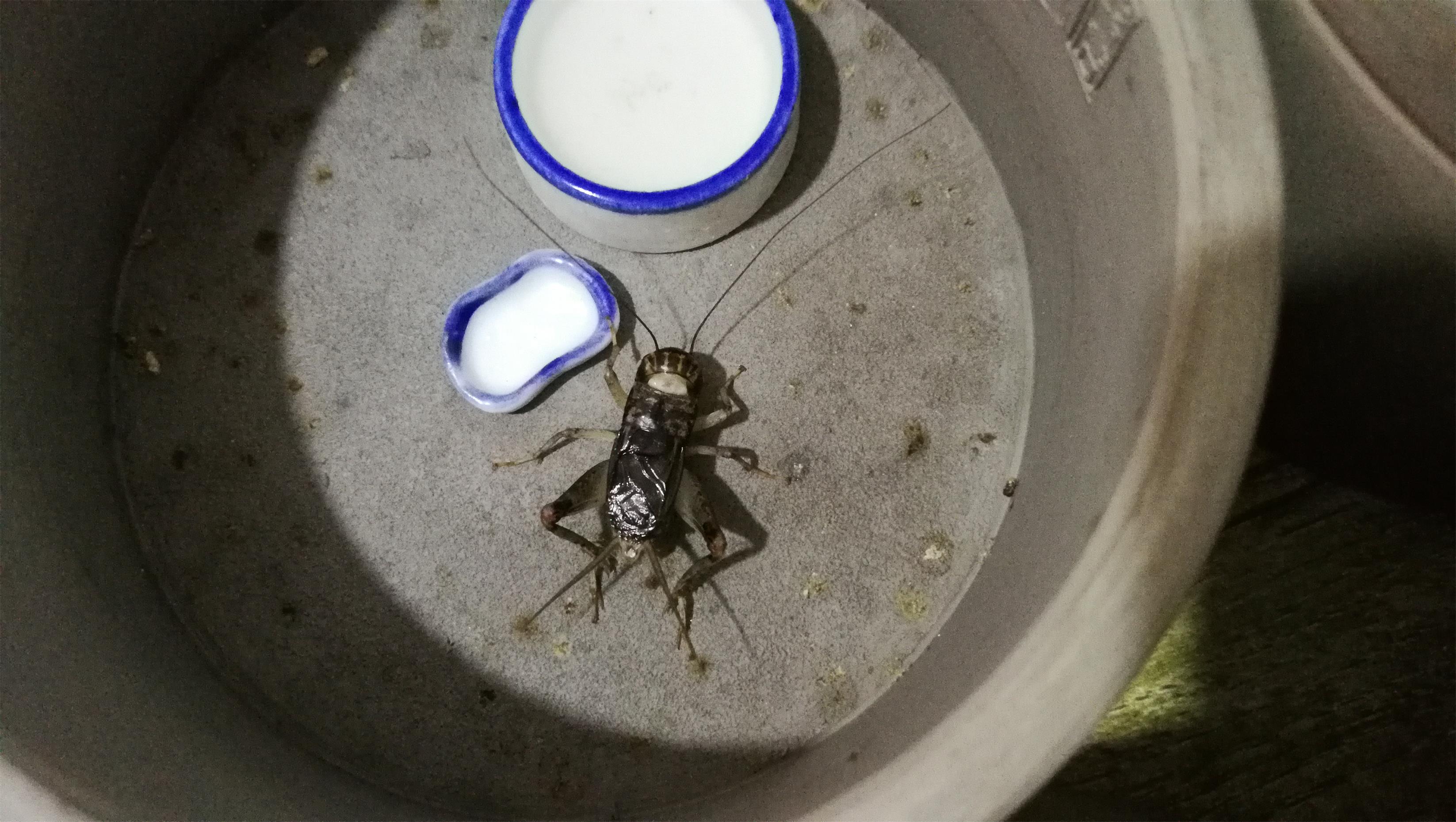 散文：蟋蟀声声乡愁浓