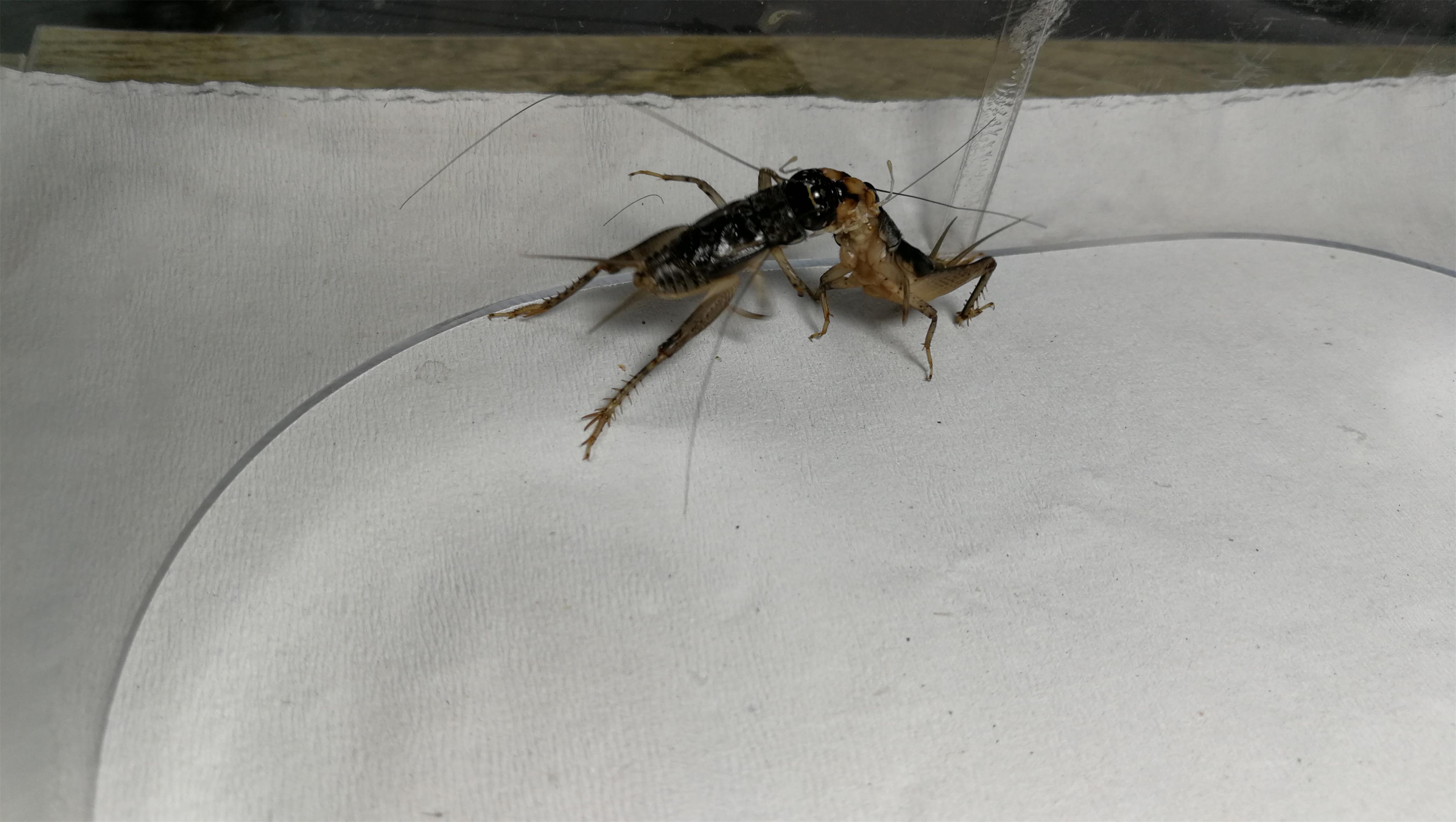 散文：蟋蟀声声乡愁浓