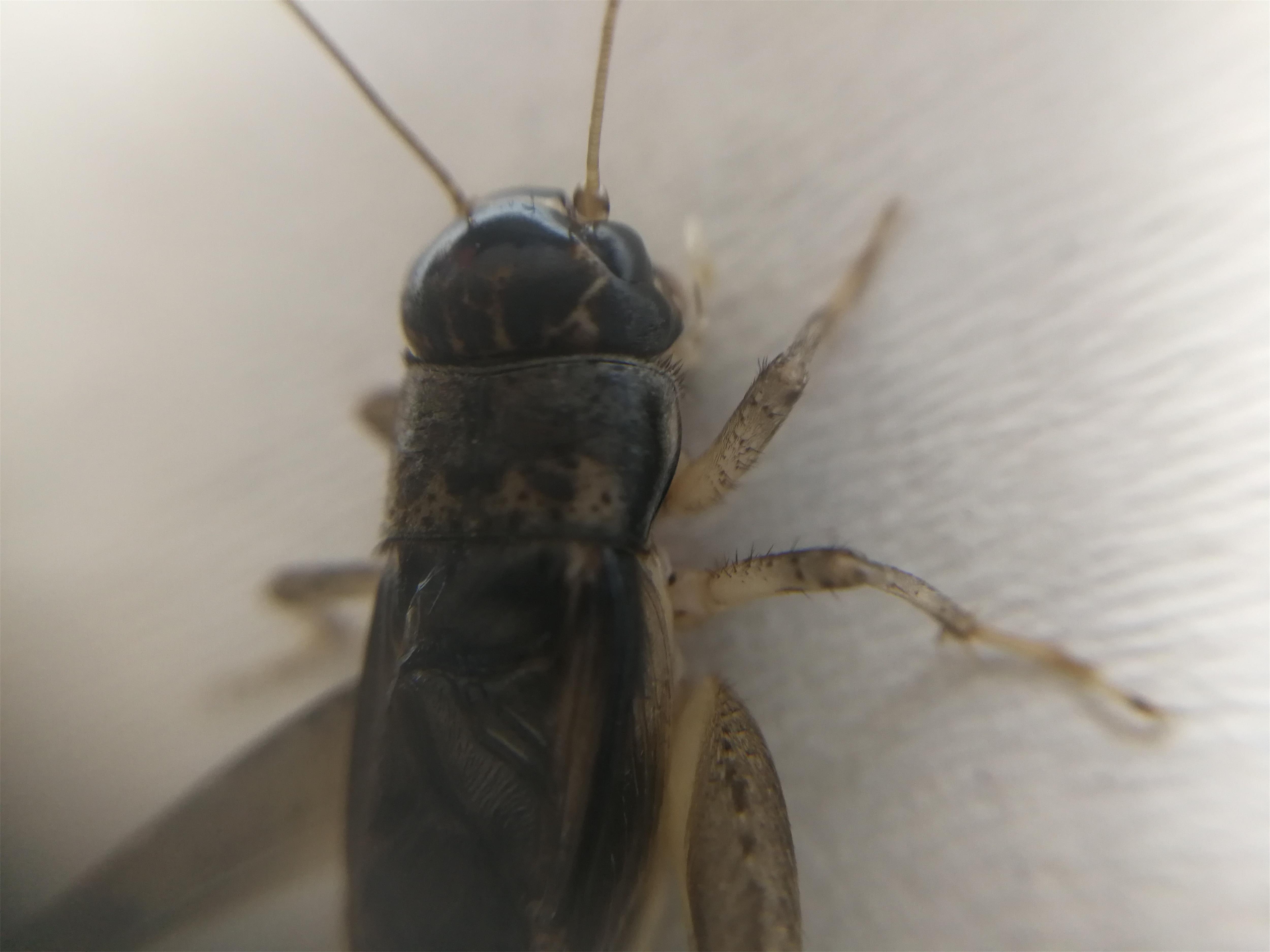 散文：蟋蟀声声乡愁浓