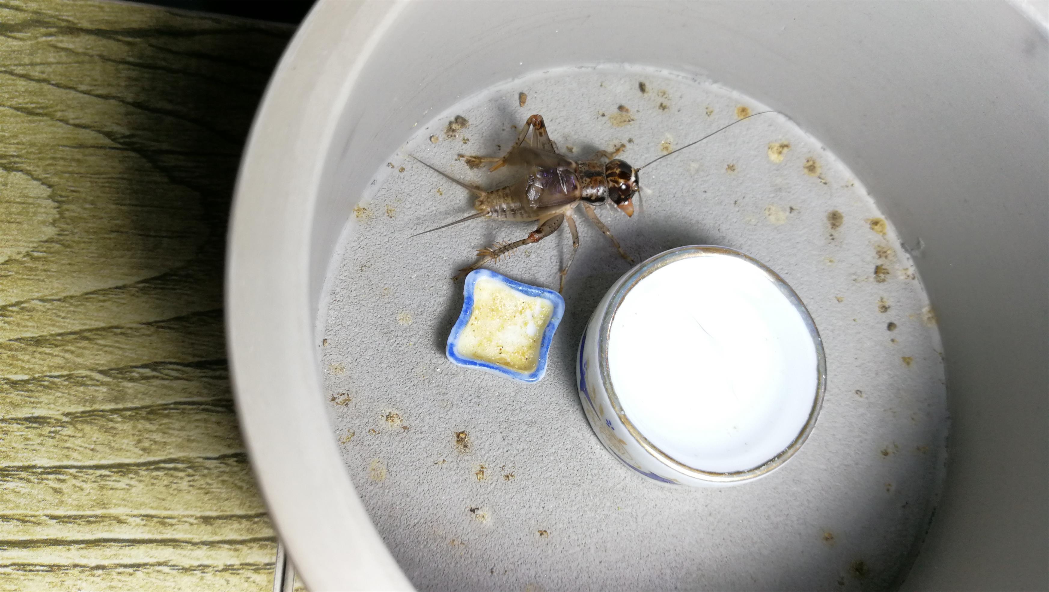 散文：蟋蟀声声乡愁浓