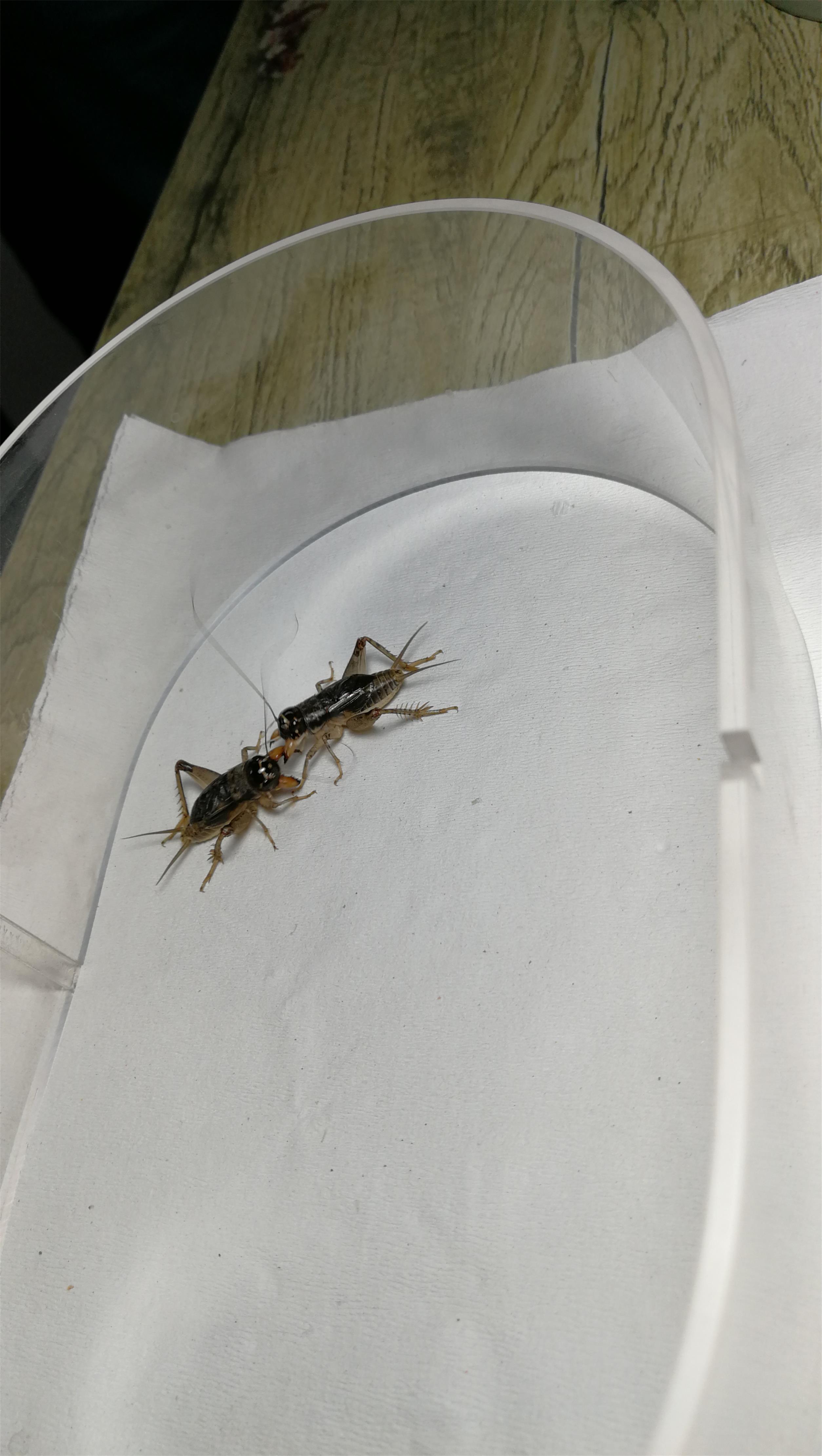 散文：蟋蟀声声乡愁浓