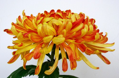 菊花是什么意思 菊花是什么品格-百科叔叔