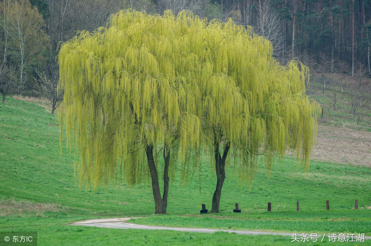 柳树的描写优美句子(描写池塘边柳树的优美句子) _力贝号