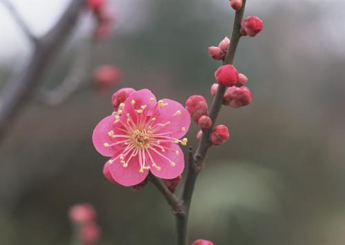 腊梅和梅花的区别是什么（一文介绍腊梅和梅花具体区别）