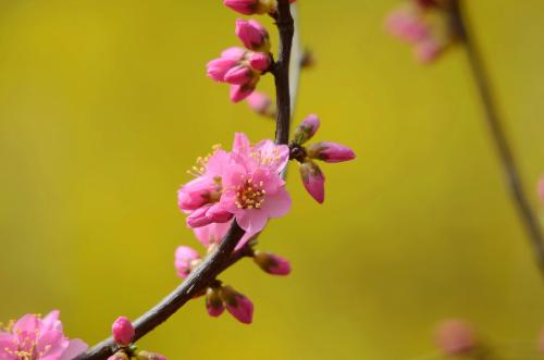 腊梅和梅花的区别是什么（一文介绍腊梅和梅花具体区别）