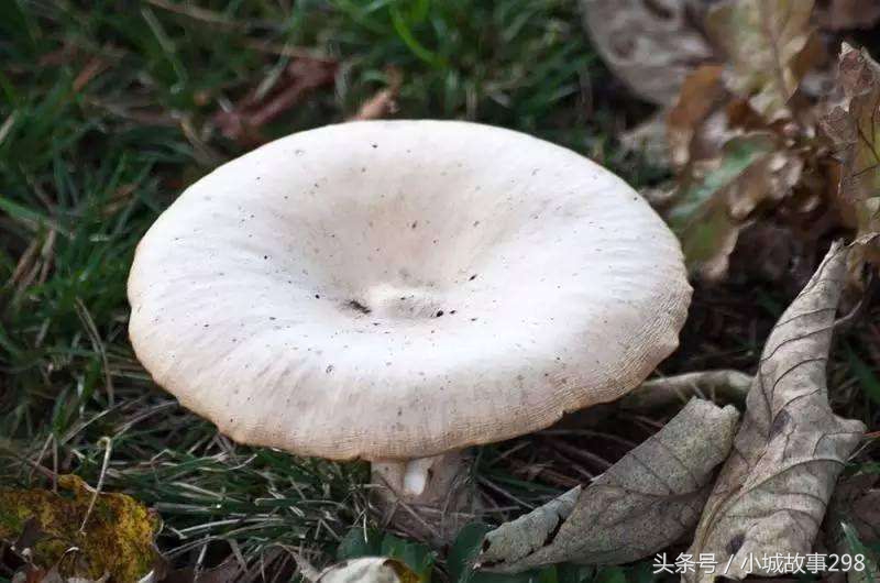 野生菌上市，吃货们又有口福了，三十种野生菌看看你认识几种！