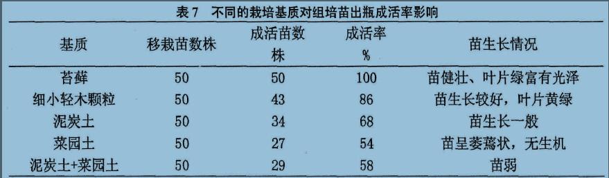 垂花蕙兰丛生芽途径的组织培养技术