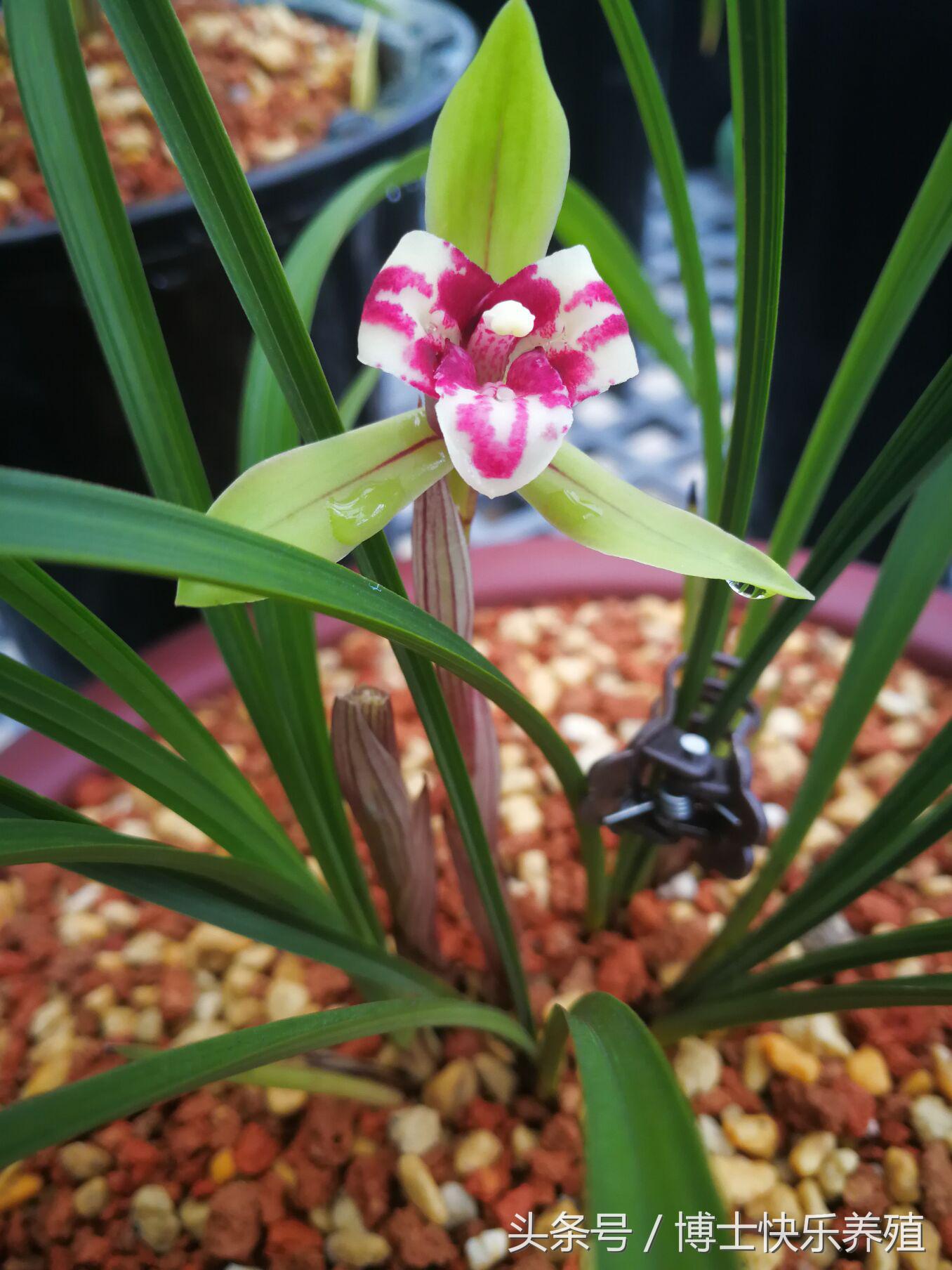 6月兰花养护要点，小心僵芽和烂根