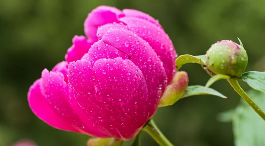 2月17日生日花语:金线番红花,生日花语清廉_达一风水网