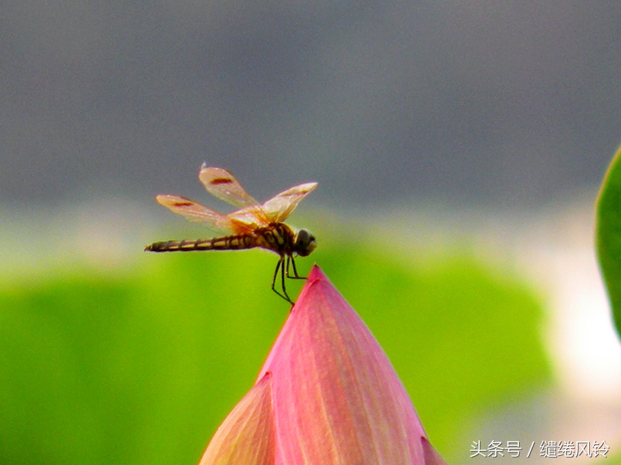 树阴照水爱晴柔的全诗(杨万里小池原文翻译赏析)