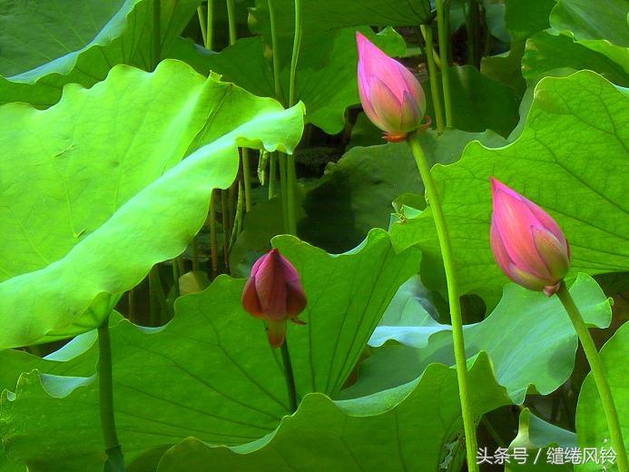 树阴照水爱晴柔的全诗(杨万里小池原文翻译赏析)