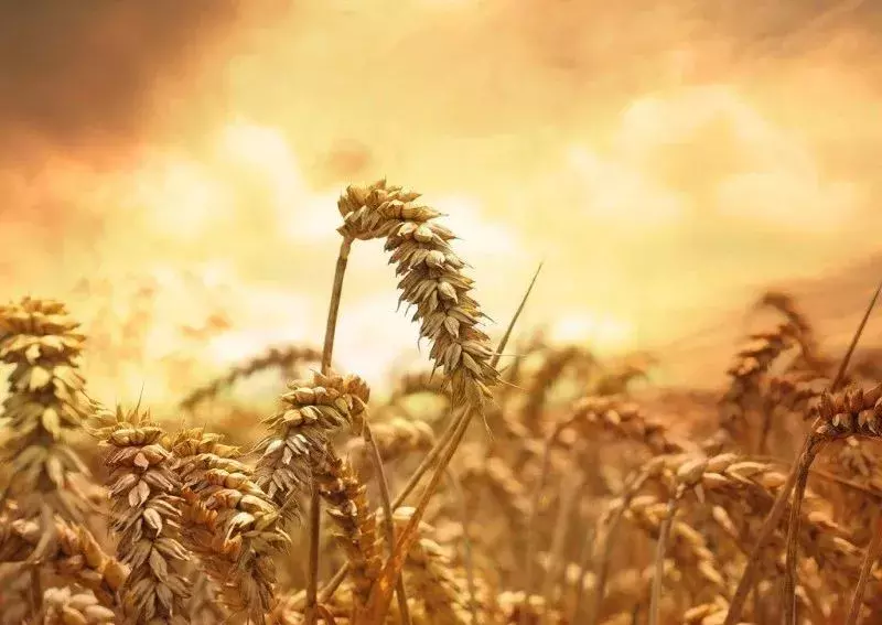 今日芒种：五月榴花照眼明，12首诗词里的芒种美如画