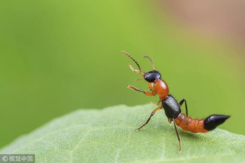 果然颜色好看的都有毒.恙虫病虽然看起来很可怕,但其实是有迹可循的.