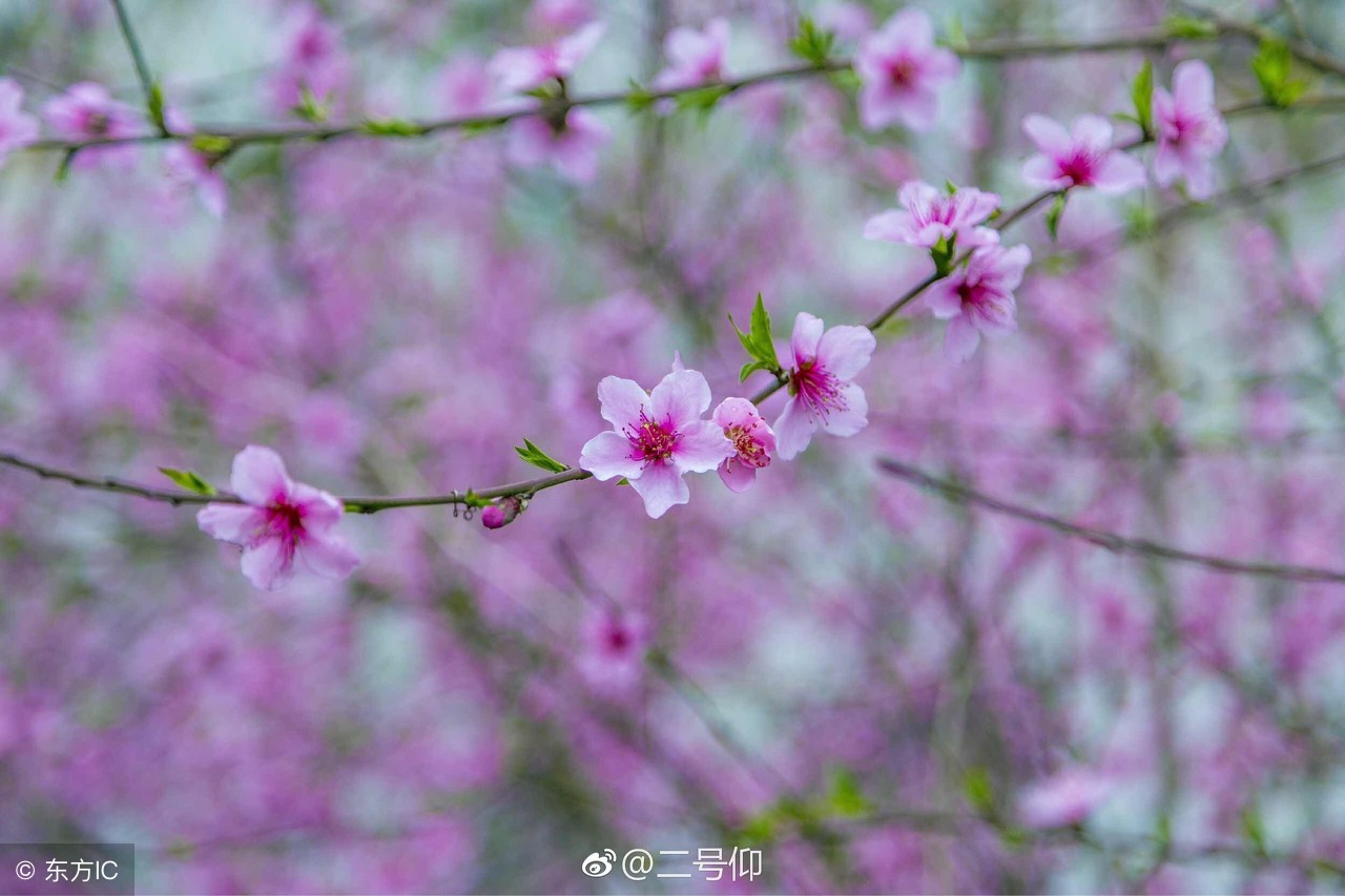 桃花测试：桃花让人迷，迷眼不迷心