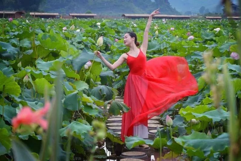 接天莲叶无穷碧，又到赏荷最佳时！快到这些地方解锁夏日消暑新方式