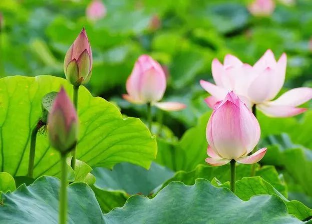 接天莲叶无穷碧，又到赏荷最佳时！快到这些地方解锁夏日消暑新方式