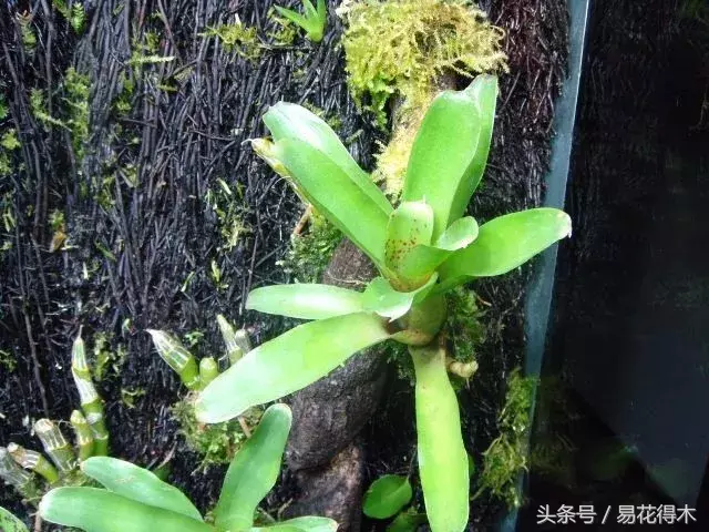 花语大全:桫椤,蛇木的花语是什么?_达一风水网