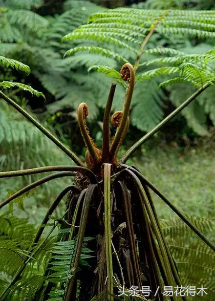 花语大全:桫椤,蛇木的花语是什么?_达一风水网