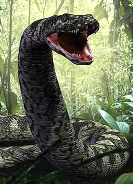 泰坦蟒是历史上最大的蛇类,普遍长度在11米以上,最大可达15米,重量