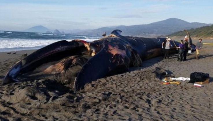 关于蓝鲸的资料(蓝鲸长达30米是真的吗?为何多年来未发现这么大的?